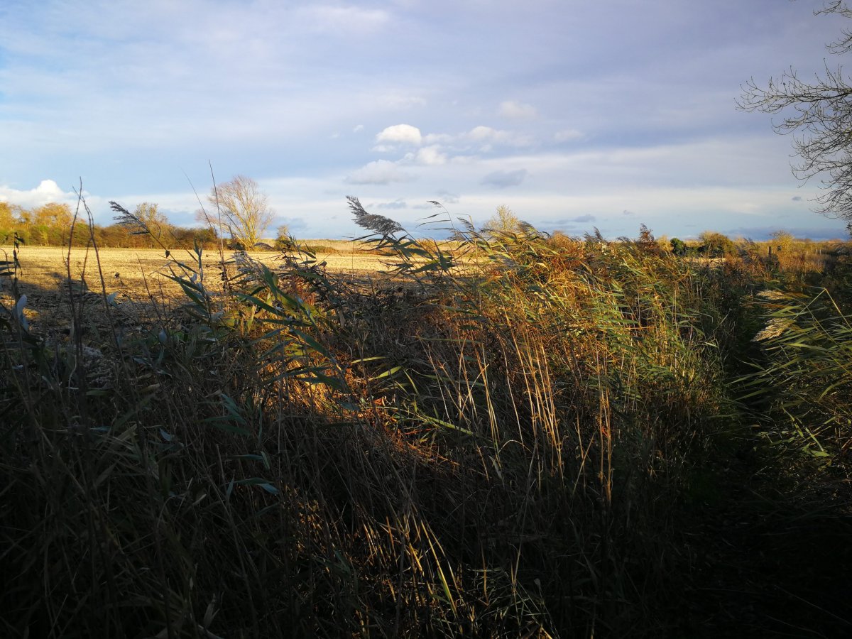 common fenland reeds